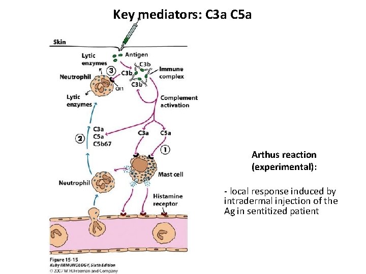 Key mediators: C 3 a C 5 a Arthus reaction (experimental): - local response