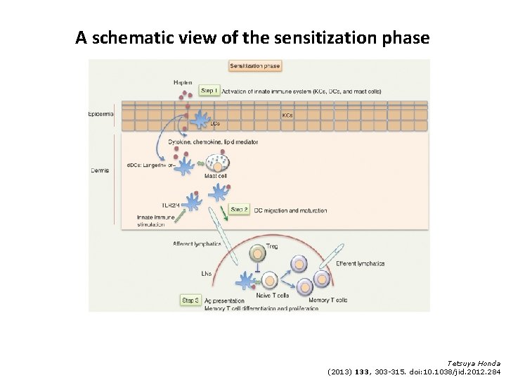 A schematic view of the sensitization phase Tetsuya Honda (2013) 133, 303 -315. doi: