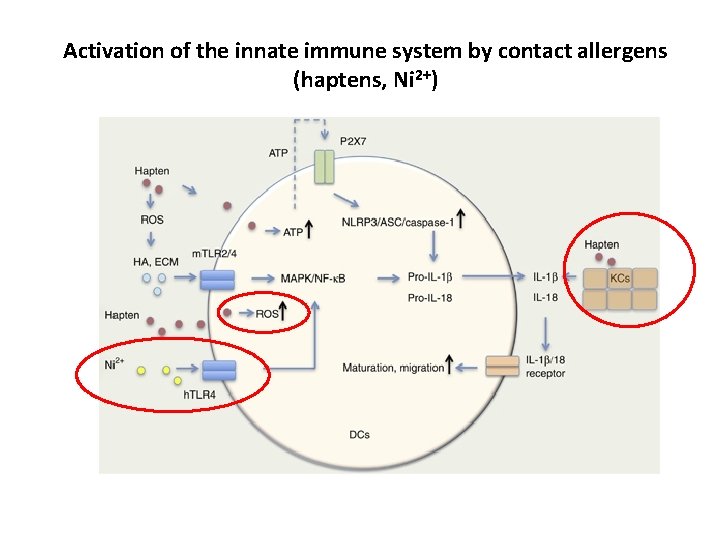 Activation of the innate immune system by contact allergens (haptens, Ni 2+) 