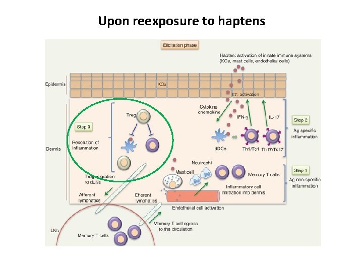 Upon reexposure to haptens 