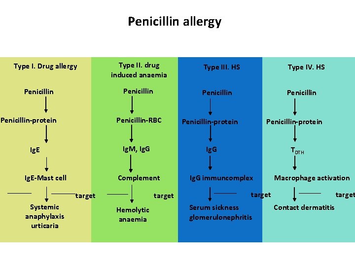 Penicillin allergy Type I. Drug allergy Type II. drug induced anaemia Penicillin-protein Penicillin-RBC Ig.