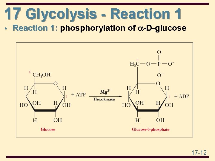 17 Glycolysis - Reaction 1 • Reaction 1: phosphorylation of -D-glucose 17 -12 