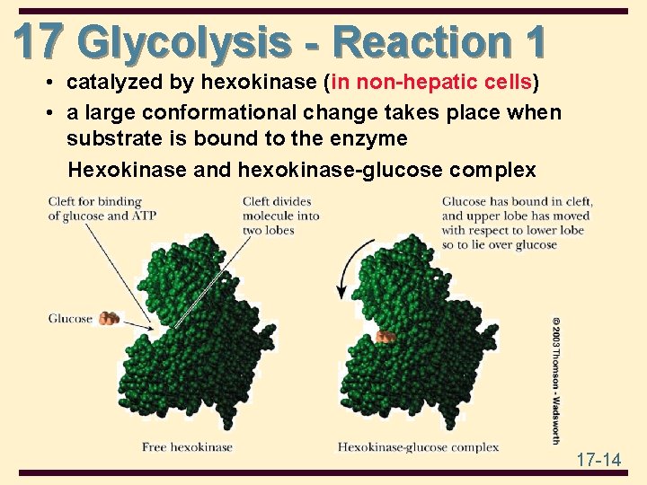 17 Glycolysis - Reaction 1 • catalyzed by hexokinase (in non-hepatic cells) • a