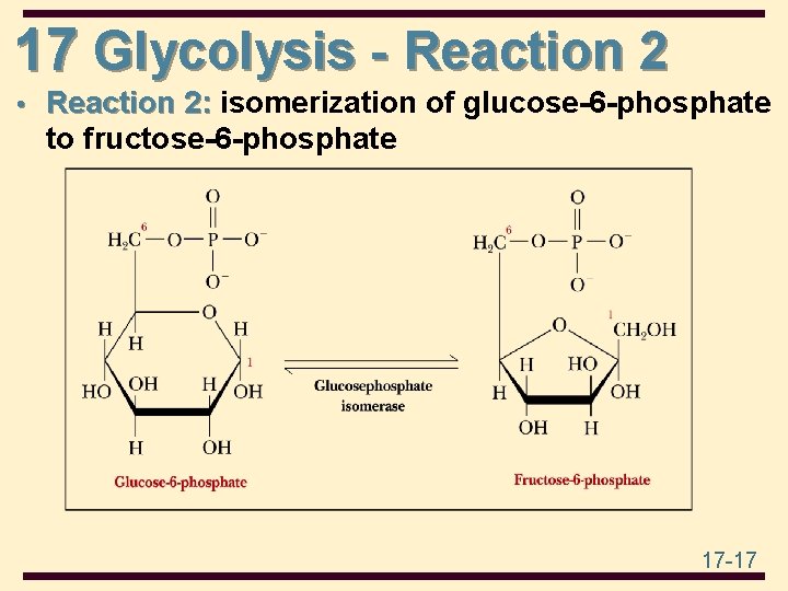 17 Glycolysis - Reaction 2 • Reaction 2: isomerization of glucose-6 -phosphate to fructose-6