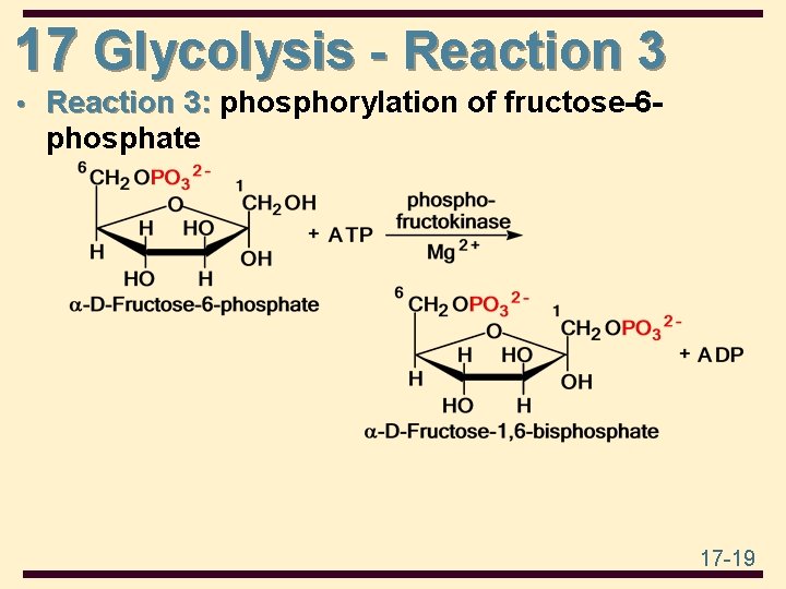 17 Glycolysis - Reaction 3 • Reaction 3: phosphorylation of fructose-6 - phosphate 17