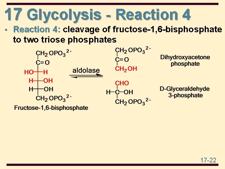 17 Glycolysis - Reaction 4 • Reaction 4: cleavage of fructose-1, 6 -bisphosphate to