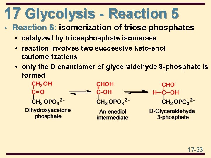 17 Glycolysis - Reaction 5 • Reaction 5: isomerization of triose phosphates • catalyzed