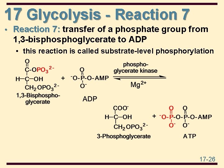 17 Glycolysis - Reaction 7 • Reaction 7: transfer of a phosphate group from