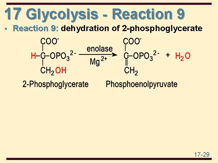 17 Glycolysis - Reaction 9 • Reaction 9: dehydration of 2 -phosphoglycerate 17 -29