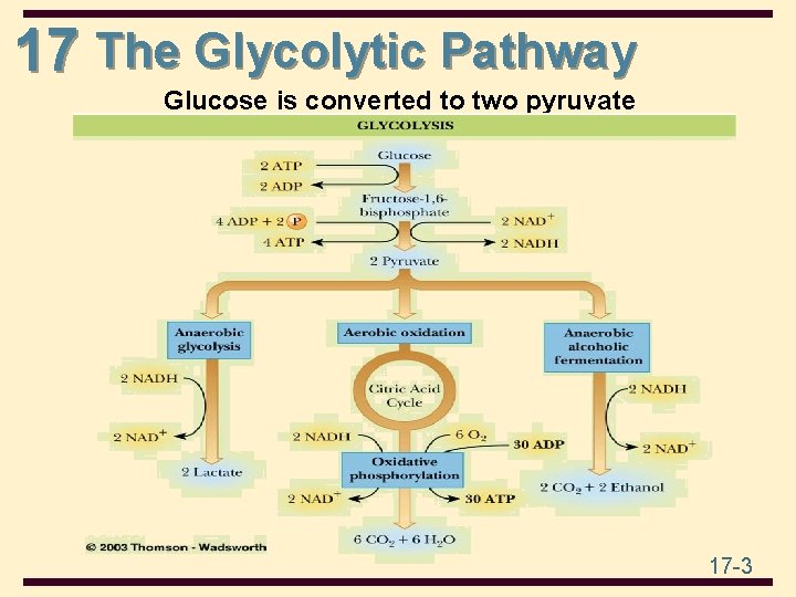 17 The Glycolytic Pathway Glucose is converted to two pyruvate 17 -3 