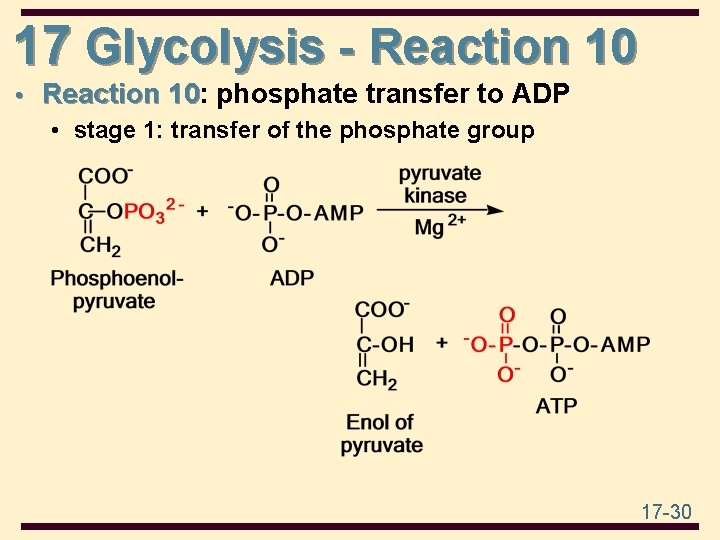 17 Glycolysis - Reaction 10 • Reaction 10: 10 phosphate transfer to ADP •