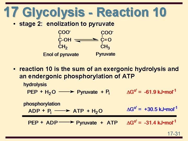 17 Glycolysis - Reaction 10 • stage 2: enolization to pyruvate • reaction 10