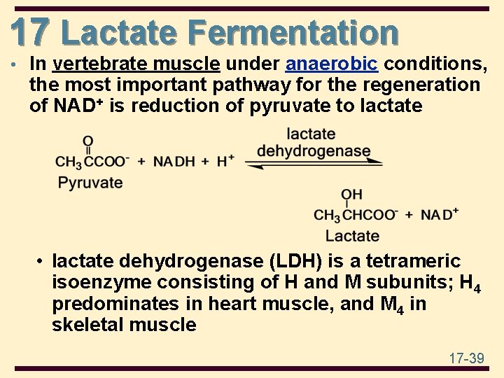 17 Lactate Fermentation • In vertebrate muscle under anaerobic conditions, the most important pathway