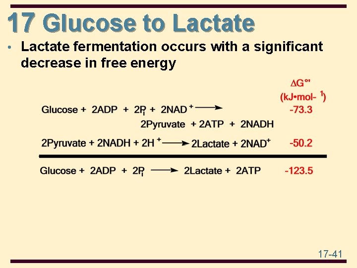 17 Glucose to Lactate • Lactate fermentation occurs with a significant decrease in free