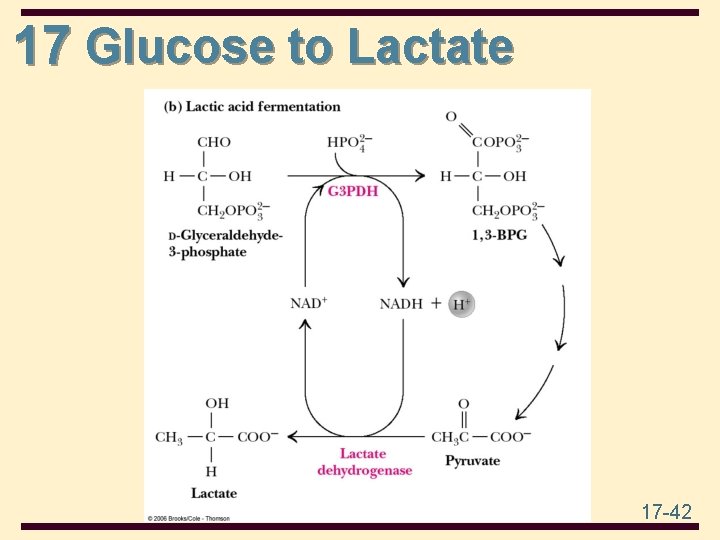 17 Glucose to Lactate 17 -42 