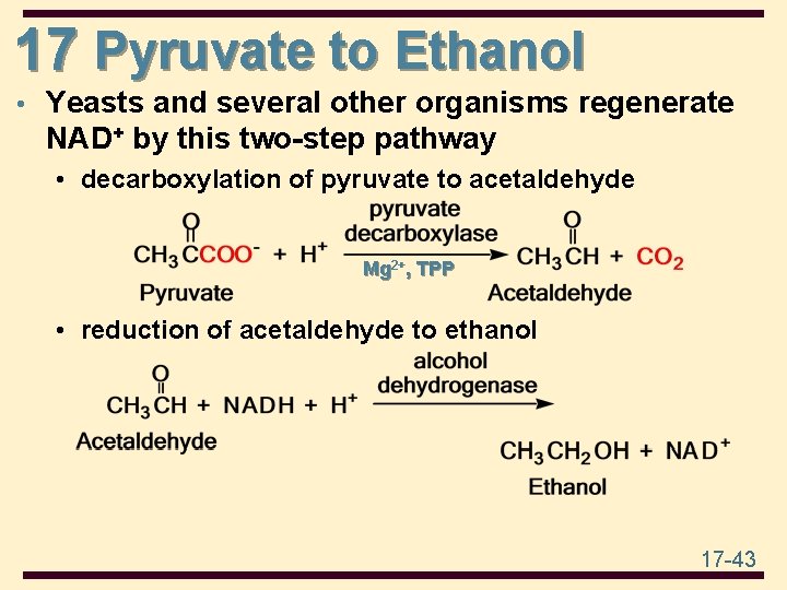 17 Pyruvate to Ethanol • Yeasts and several other organisms regenerate NAD+ by this