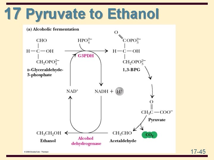 17 Pyruvate to Ethanol 17 -45 