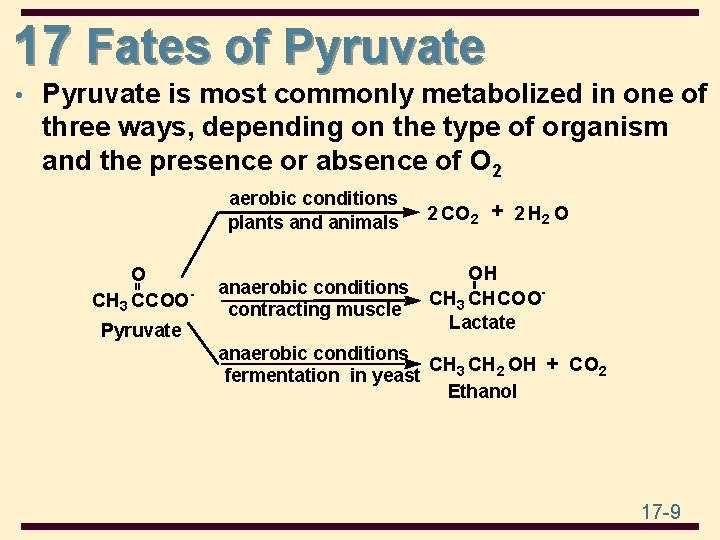 17 Fates of Pyruvate • Pyruvate is most commonly metabolized in one of three