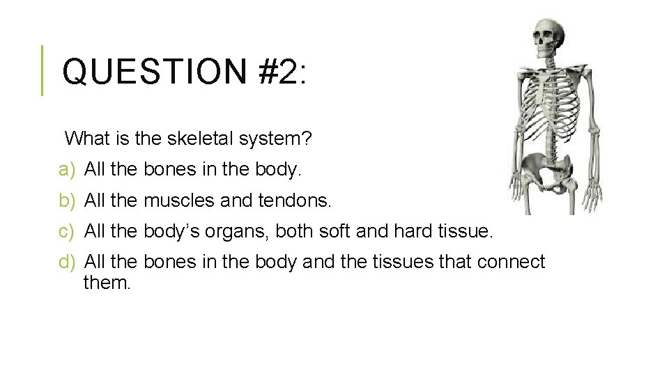 QUESTION #2: What is the skeletal system? a) All the bones in the body.