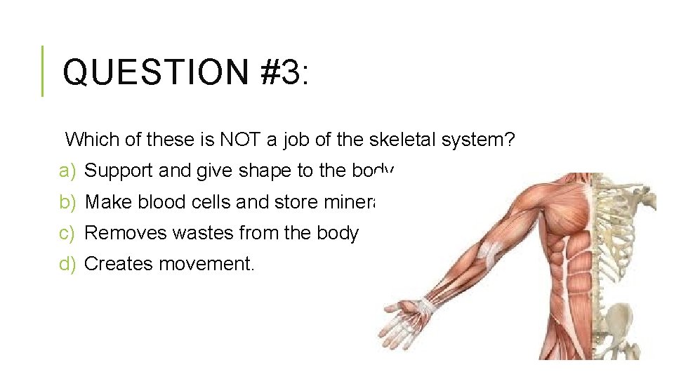 QUESTION #3: Which of these is NOT a job of the skeletal system? a)