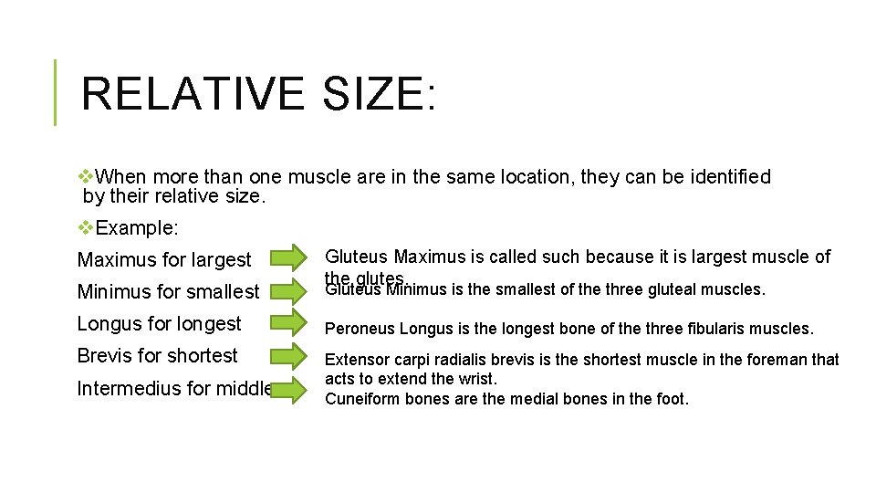 RELATIVE SIZE: v. When more than one muscle are in the same location, they