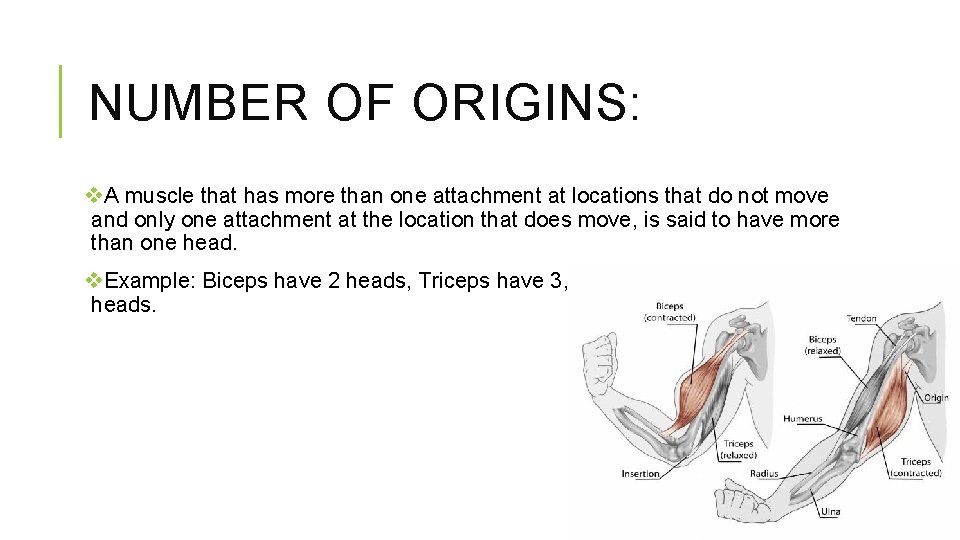 NUMBER OF ORIGINS: v. A muscle that has more than one attachment at locations
