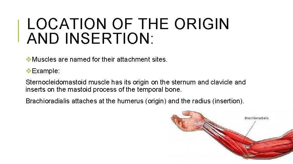 LOCATION OF THE ORIGIN AND INSERTION: v. Muscles are named for their attachment sites.