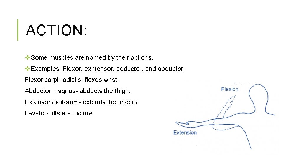 ACTION: v. Some muscles are named by their actions. v. Examples: Flexor, exntensor, adductor,