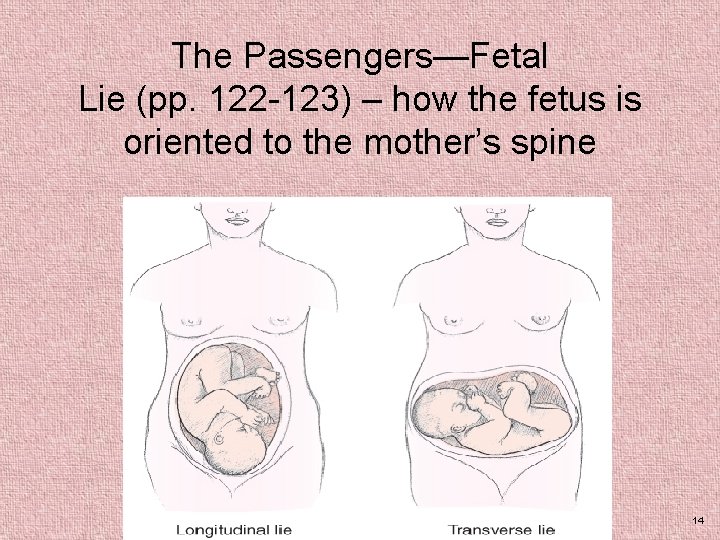 The Passengers—Fetal Lie (pp. 122 -123) – how the fetus is oriented to the