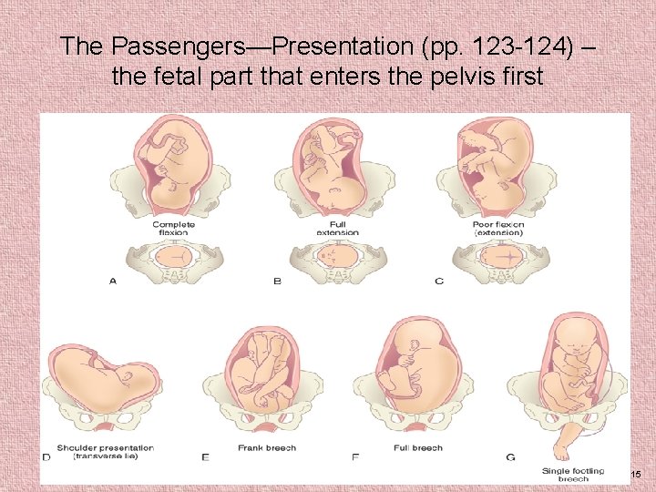 The Passengers—Presentation (pp. 123 -124) – the fetal part that enters the pelvis first