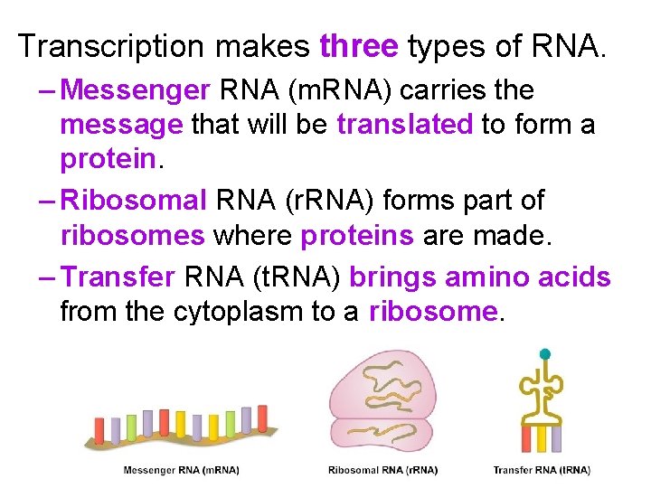 Transcription makes three types of RNA. – Messenger RNA (m. RNA) carries the message