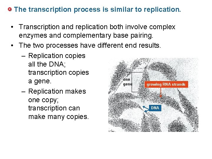 The transcription process is similar to replication. • Transcription and replication both involve complex