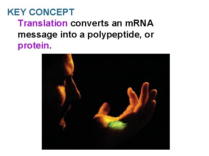 KEY CONCEPT Translation converts an m. RNA message into a polypeptide, or protein. 