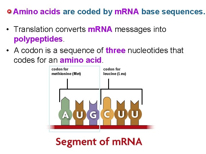 Amino acids are coded by m. RNA base sequences. • Translation converts m. RNA