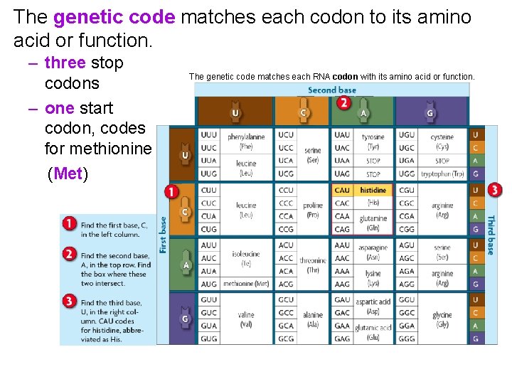 The genetic code matches each codon to its amino acid or function. – three