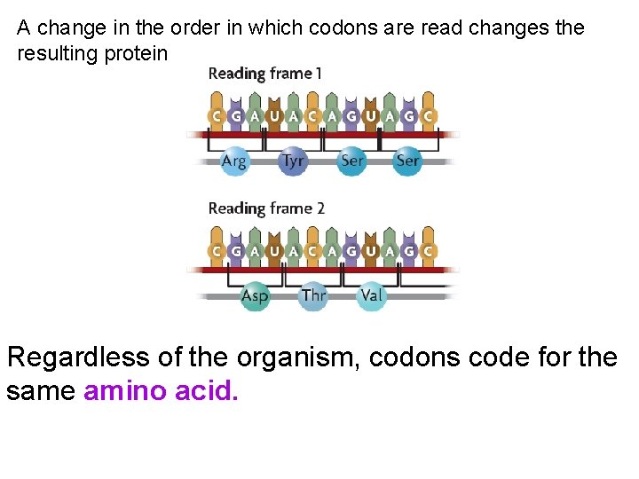 A change in the order in which codons are read changes the resulting protein.