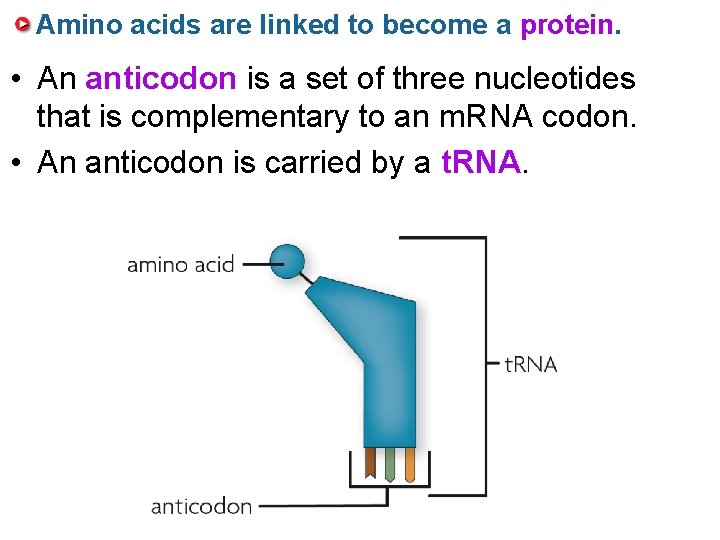 Amino acids are linked to become a protein. • An anticodon is a set