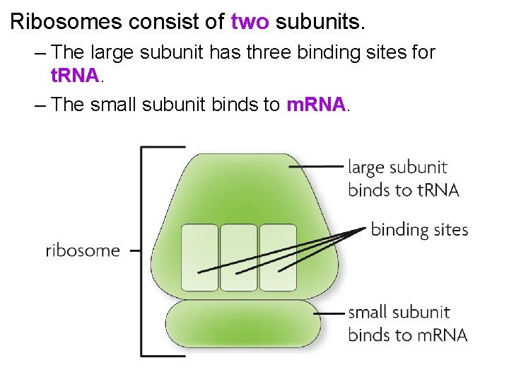 Ribosomes consist of two subunits. – The large subunit has three binding sites for