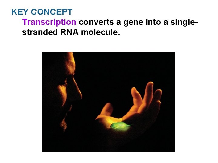 KEY CONCEPT Transcription converts a gene into a singlestranded RNA molecule. 