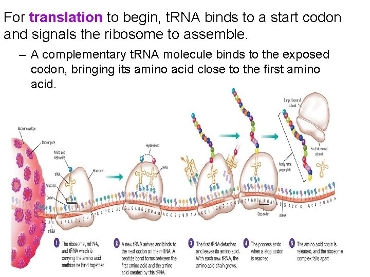 For translation to begin, t. RNA binds to a start codon and signals the
