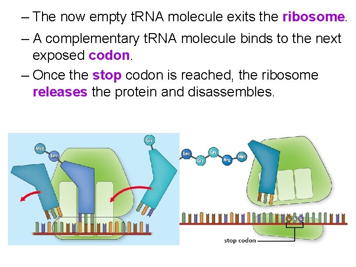 – The now empty t. RNA molecule exits the ribosome. – A complementary t.
