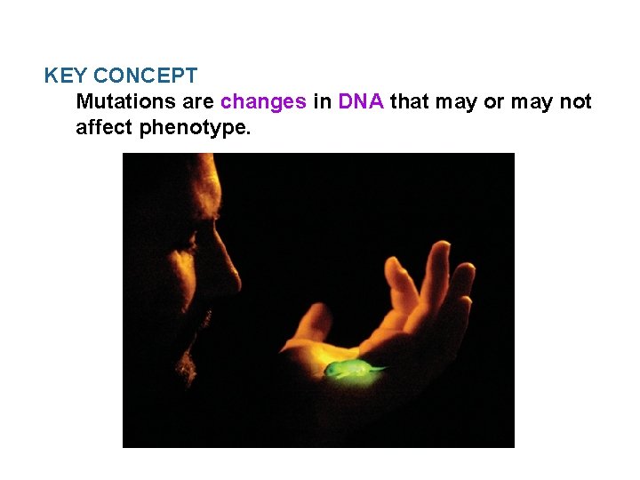 KEY CONCEPT Mutations are changes in DNA that may or may not affect phenotype.