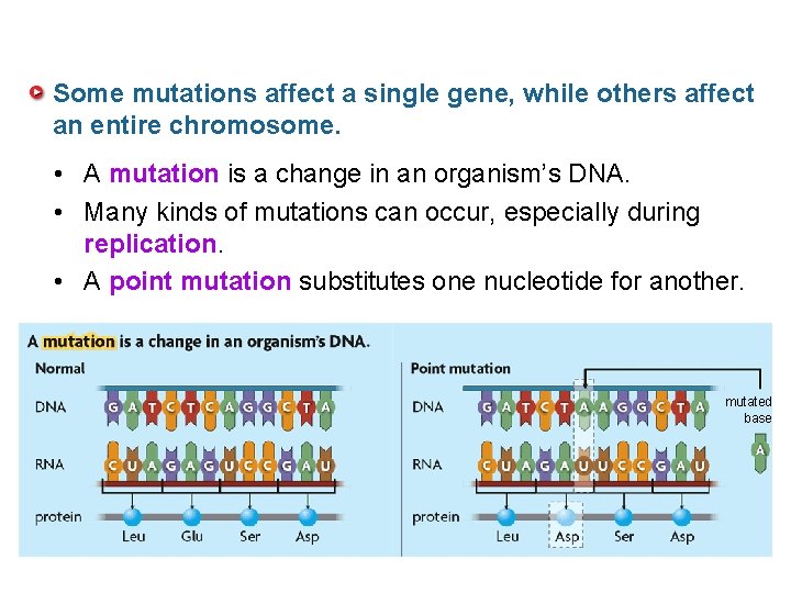 Some mutations affect a single gene, while others affect an entire chromosome. • A
