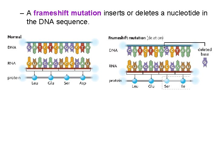 – A frameshift mutation inserts or deletes a nucleotide in the DNA sequence. 