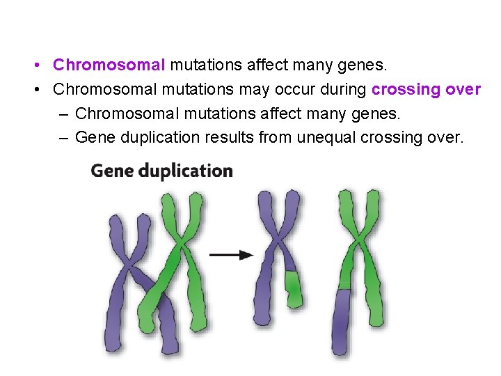  • Chromosomal mutations affect many genes. • Chromosomal mutations may occur during crossing