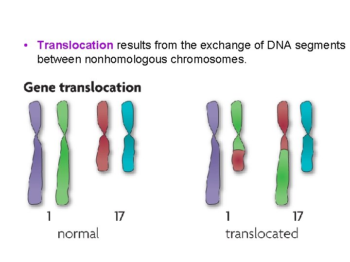  • Translocation results from the exchange of DNA segments between nonhomologous chromosomes. 