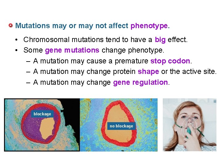 Mutations may or may not affect phenotype. • Chromosomal mutations tend to have a