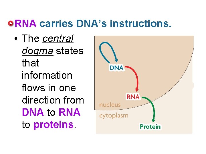 RNA carries DNA’s instructions. • The central dogma states that information flows in one