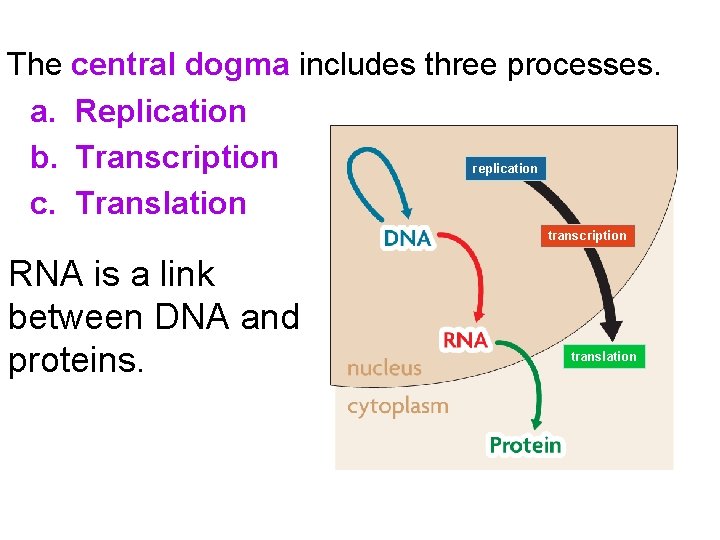 The central dogma includes three processes. a. Replication b. Transcription replication c. Translation transcription