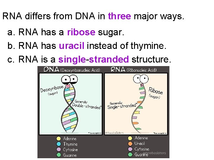 RNA differs from DNA in three major ways. a. RNA has a ribose sugar.